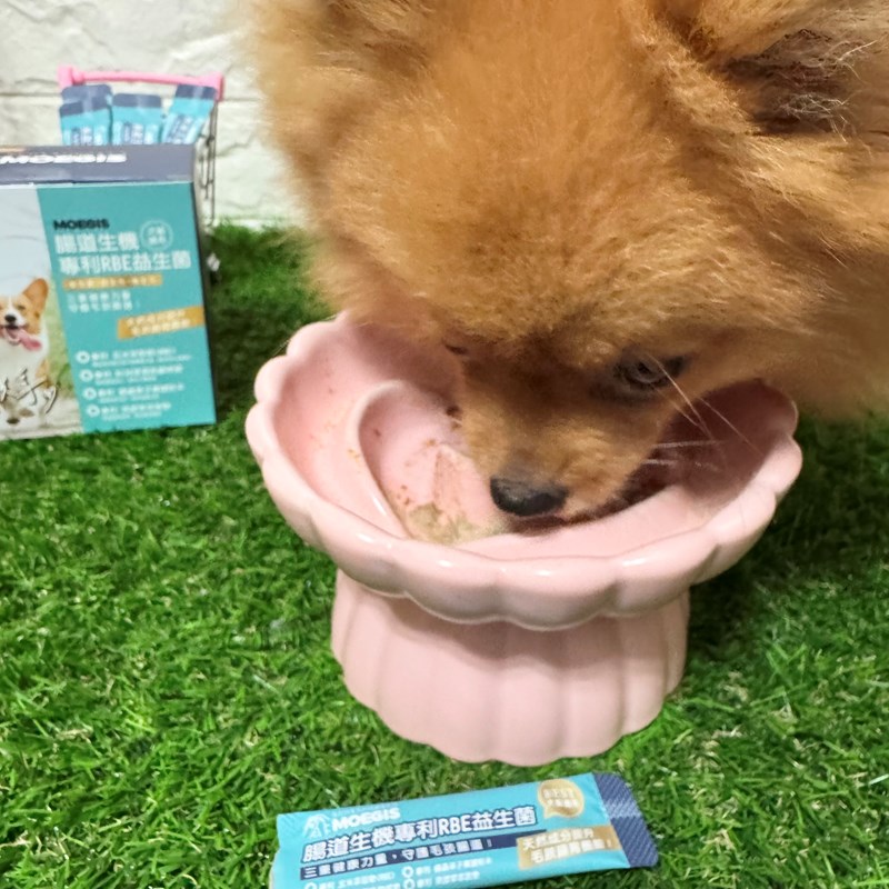 女人知己試用大隊,口碑行銷,部落客行銷,Moegis萌吉 腸道生機專利RBE益生菌,寵物益生菌,專利RBE益生元,專利蔬果酵素,小分子胜肽,藍藻粉,維持免疫力,幫助維持消化道機能,維持正常食慾,改變細菌叢生態,腸胃保健,犬貓適用